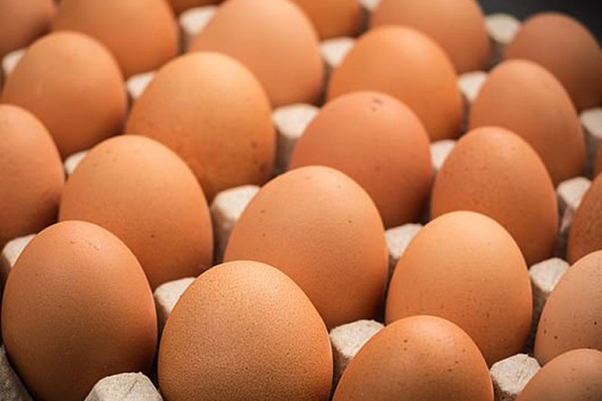 अन्डाको मूल्य घट्यो