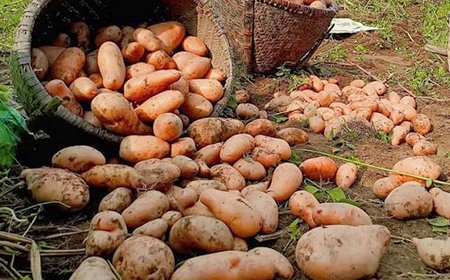 बारामा आलु उत्पादनमा वृद्धि