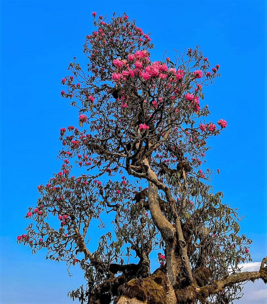 तस्बिरमा मुन्धुम पदमार्ग