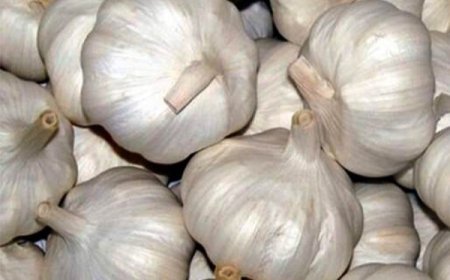 नेपालमा धेरै परिमाणमा लसुन आयात हुँदा पनि मूल्य भने उच्च नै