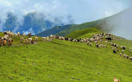 उत्कृष्ट गन्तव्य बन्दै ‘बुकीपाटन’