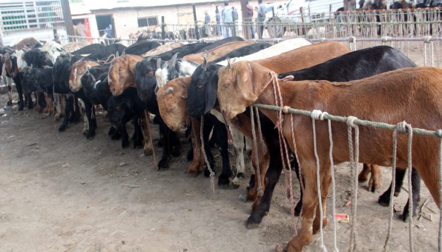 दशैँका लागि खसीबोका र च्यांग्रा लिन अनलाइन बुकिङ खुल्ला