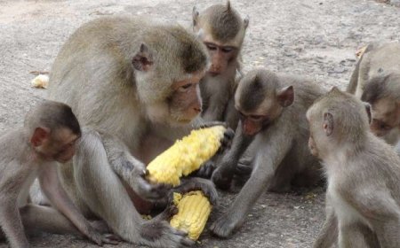 बागलुङका मतदाता भन्छन्,'जसले बाँदर नियन्त्रण गर्ने योजना ल्याउँछ उसैलाई भोट दिने हो'