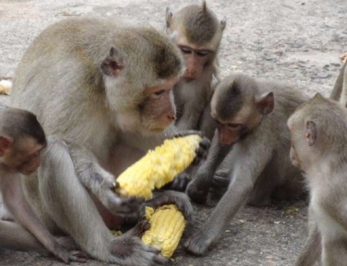 बागलुङका मतदाता भन्छन्,'जसले बाँदर नियन्त्रण गर्ने योजना ल्याउँछ उसैलाई भोट दिने हो'