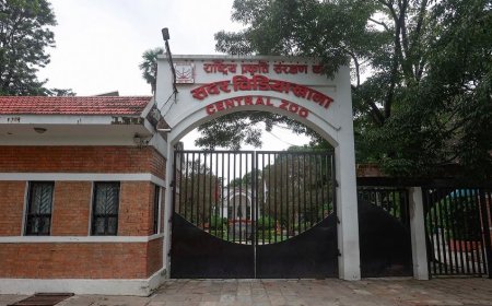 जावलाखेलस्थित चिडियाखानाका जीवजन्तुमा बर्डफ्लु पुष्टि