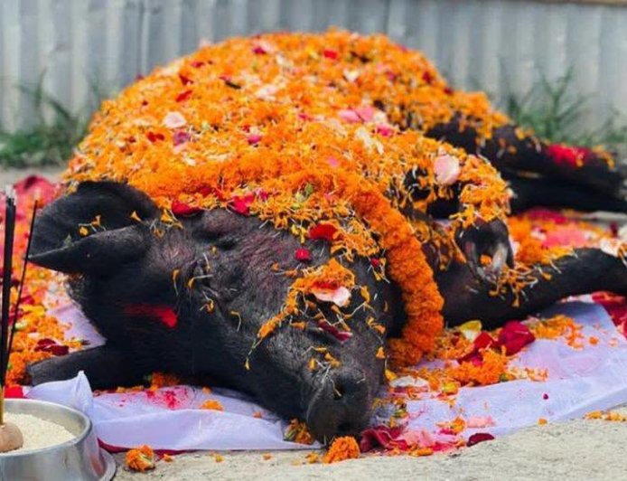 सुँगुरको यसरी भव्य रूपमा गरियो अन्तिम बिदाइ