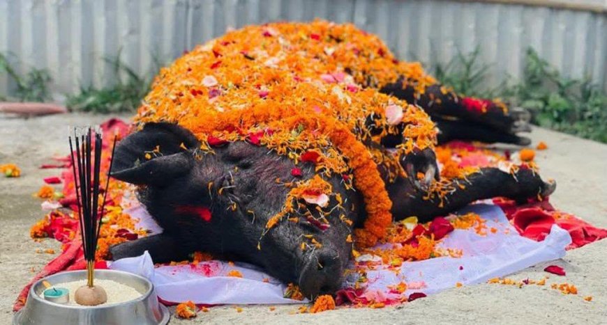 सुँगुरको यसरी भव्य रूपमा गरियो अन्तिम बिदाइ