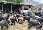 दशैँका लागि मुस्ताङबाट १३ हजार भेडाच्याङ्ग्रा बजार पठाइँदै