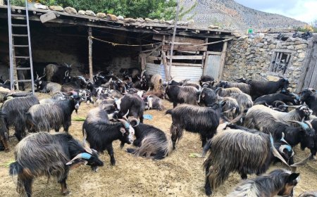 दशैँका लागि मुस्ताङबाट १३ हजार भेडाच्याङ्ग्रा बजार पठाइँदै