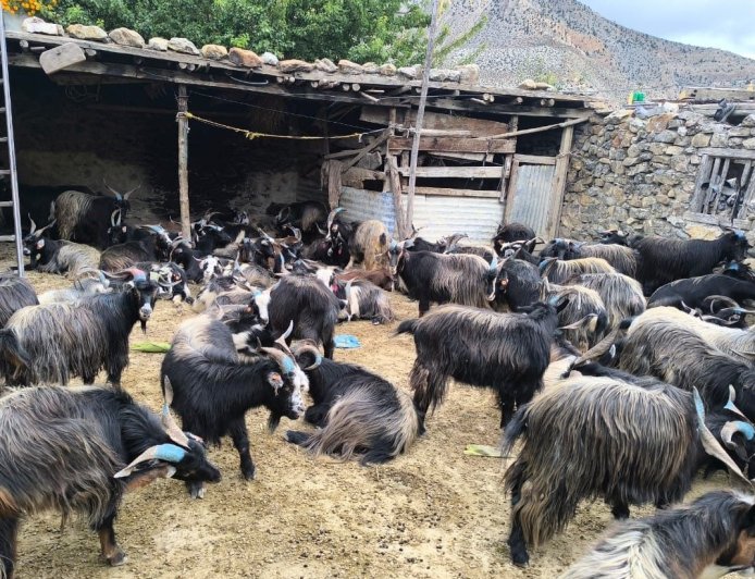 दशैँका लागि मुस्ताङबाट १३ हजार भेडाच्याङ्ग्रा बजार पठाइँदै