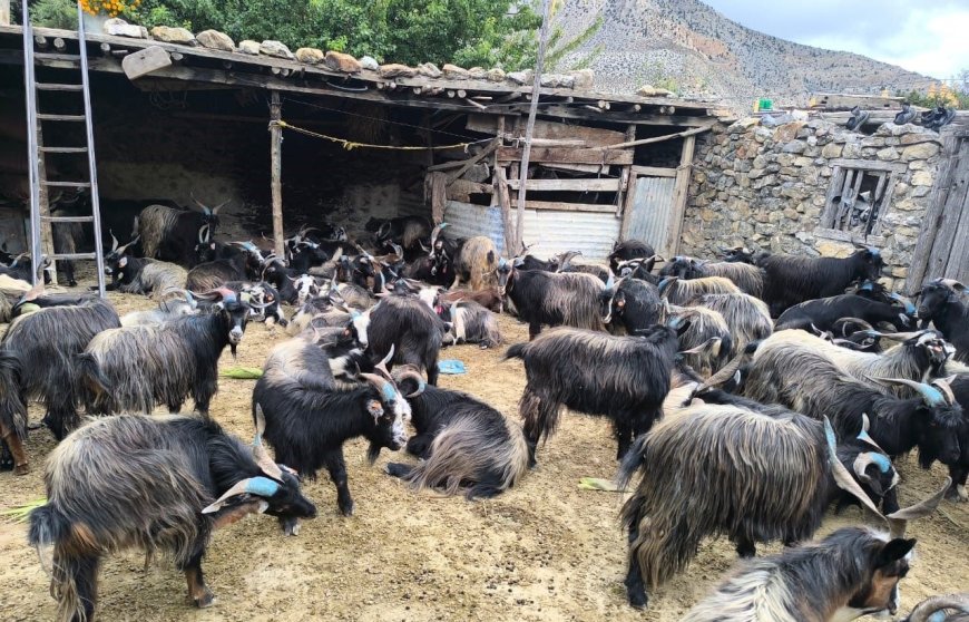 दशैँका लागि मुस्ताङबाट १३ हजार भेडाच्याङ्ग्रा बजार पठाइँदै